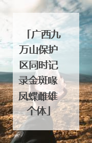广西九万山保护区同时记录金斑喙凤蝶雌雄个体